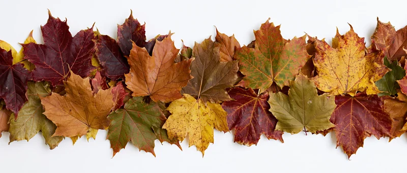 Horizontal row of fallen autumn maple leaves arranged on white background