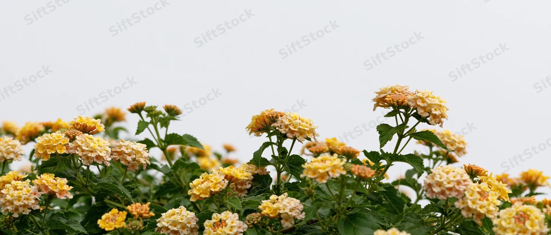 Dense lantana shrub with clusters of yellow and orange flowers against a bright sky