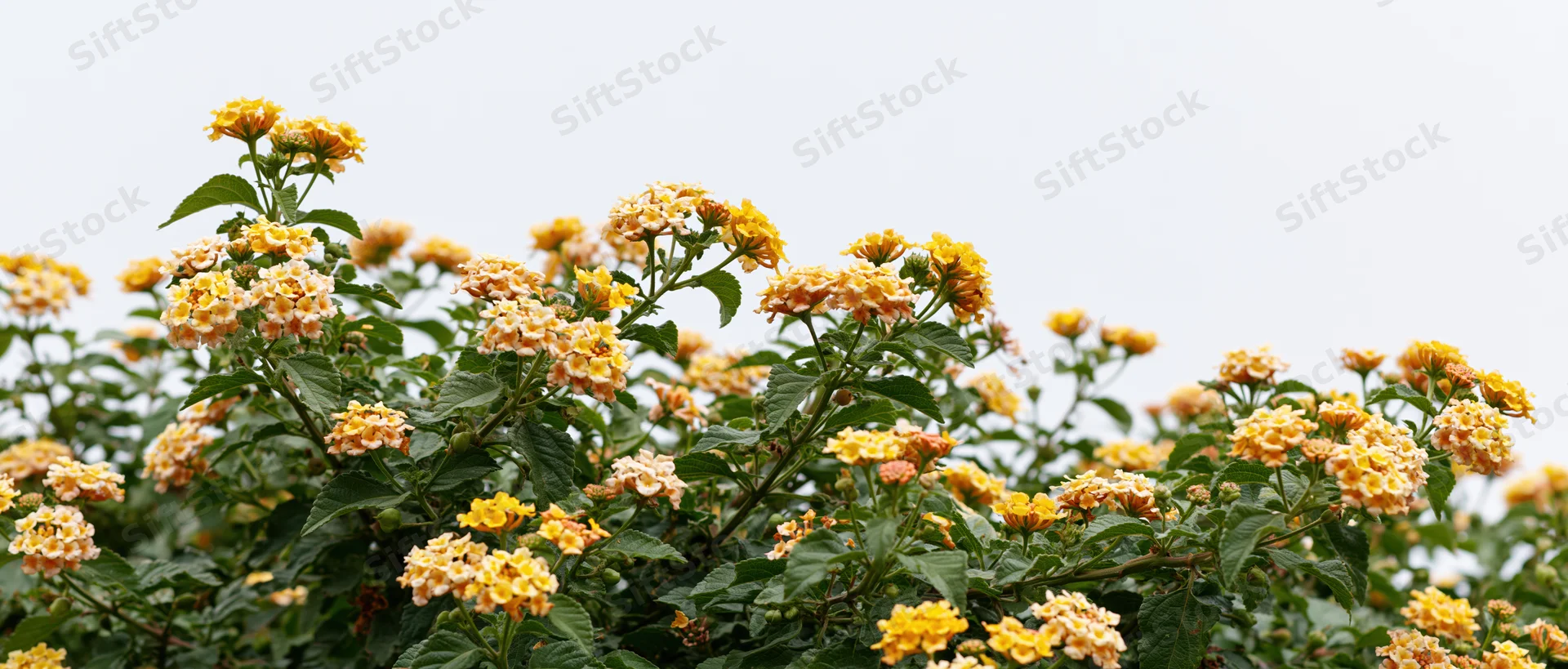 Dense lantana shrub with clusters of small yellow and orange flowers blooming outdoors in a garden setting