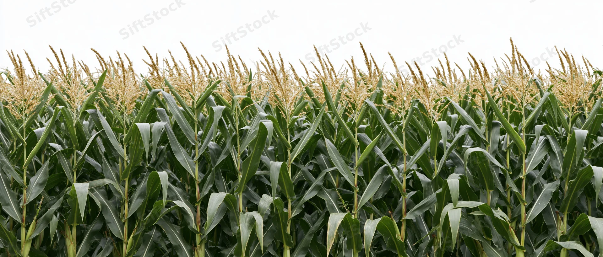 Dense row of mature corn stalks with tassels at peak growth in a field