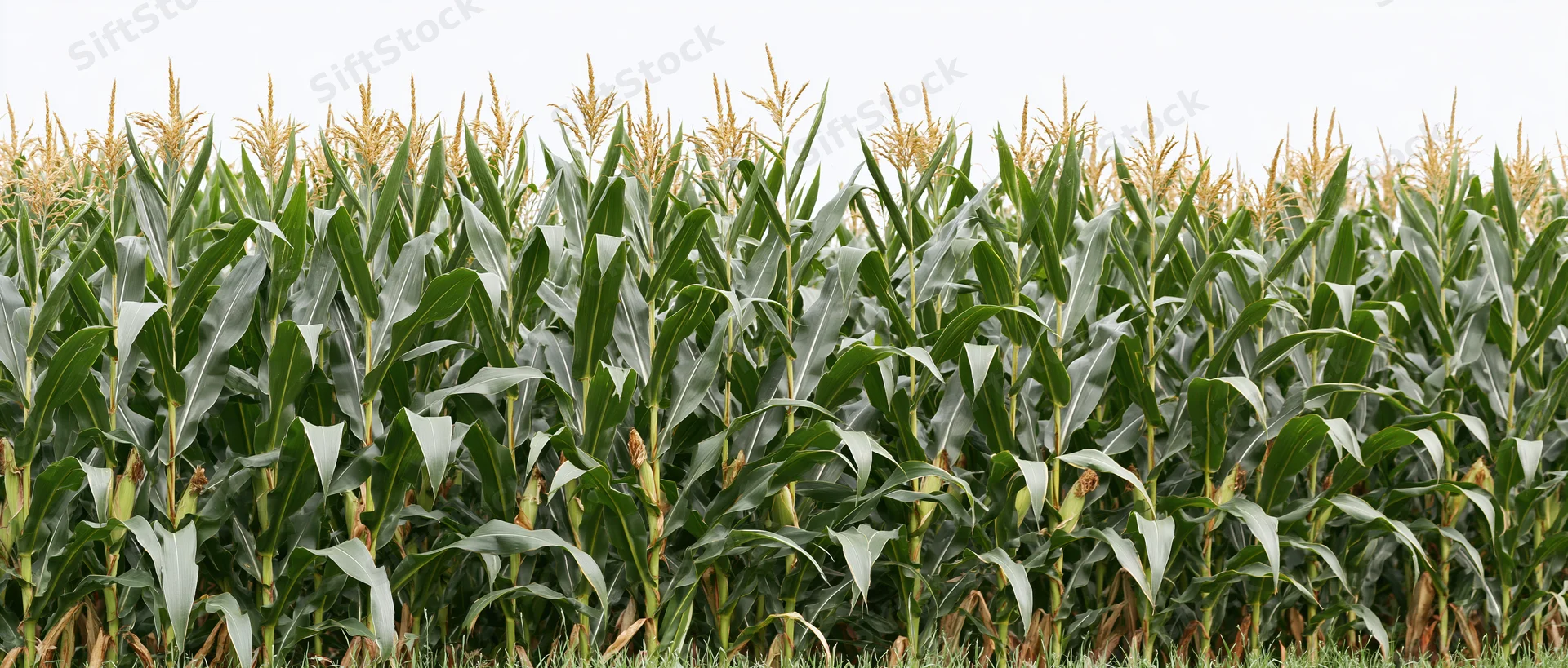 Dense row of mature corn stalks with tassels at peak growth in a field