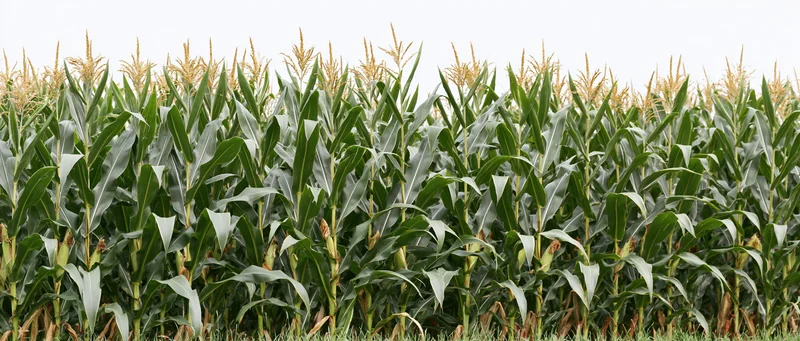 Dense row of mature corn stalks with tassels at peak growth in a field