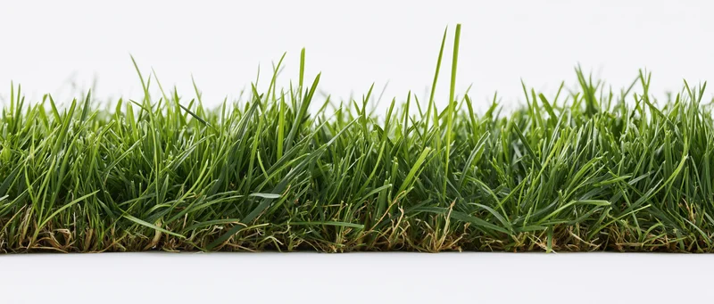 Closeup of dense green grass blades on white background