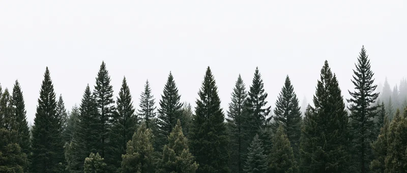 Dense treeline of tall conifer and spruce trees under overcast sky