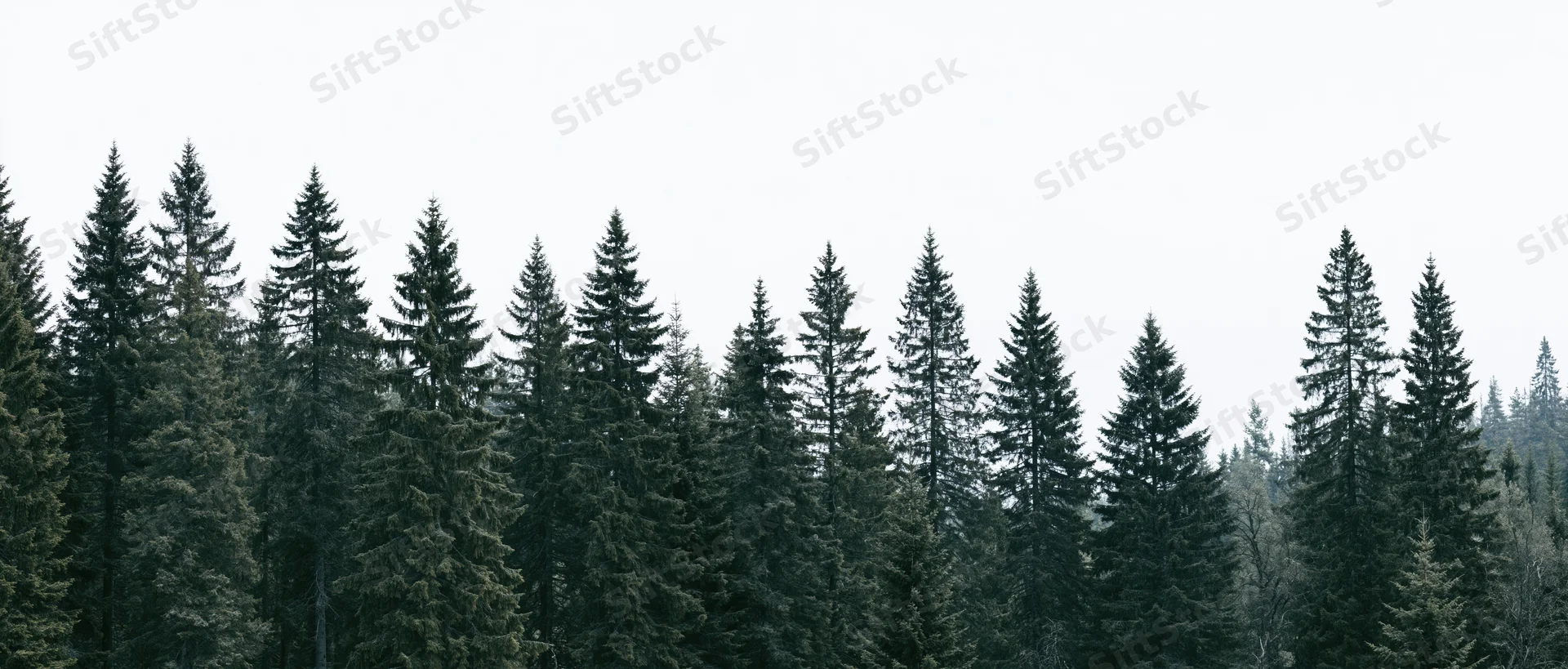 Dense treeline of tall conifer and spruce trees against overcast sky