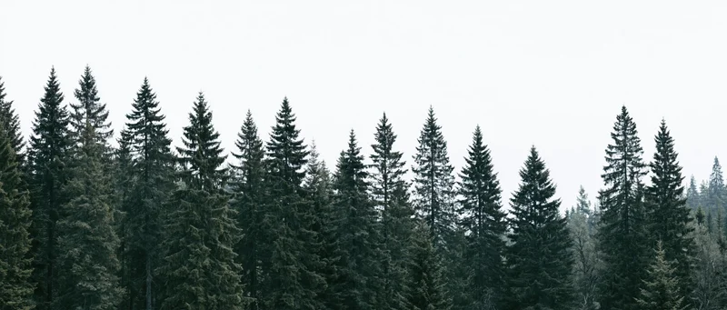 Dense treeline of tall conifer and spruce trees against overcast sky