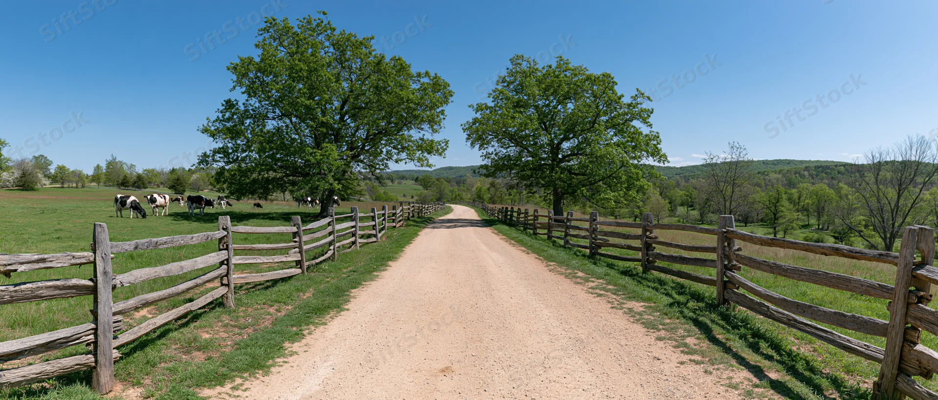 Dirt gravel farm road stretching into the distance flanked by wooden splitrail fences and green pasture with grazing cows under blue sky