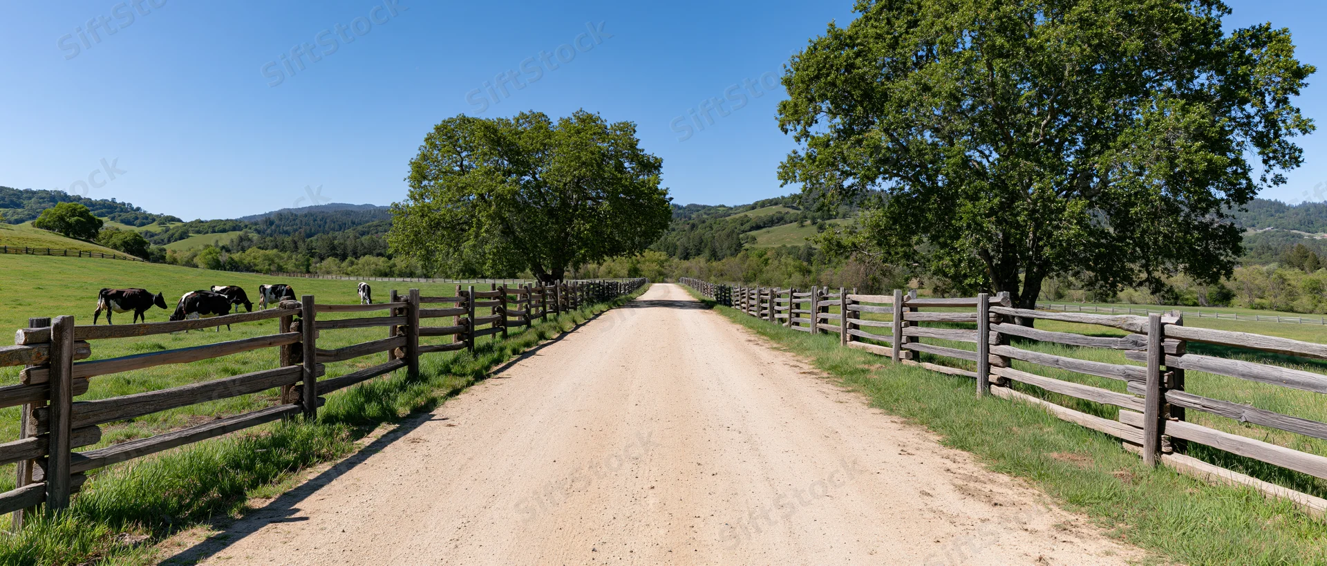 Dirt gravel farm road stretching into the distance flanked by wooden fences and green fields with grazing cows under a clear blue sky