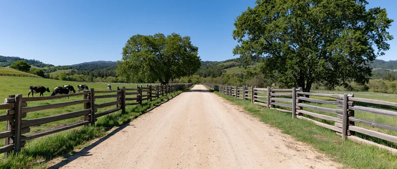 Dirt gravel farm road stretching into the distance flanked by wooden fences and green fields with grazing cows under a clear blue sky