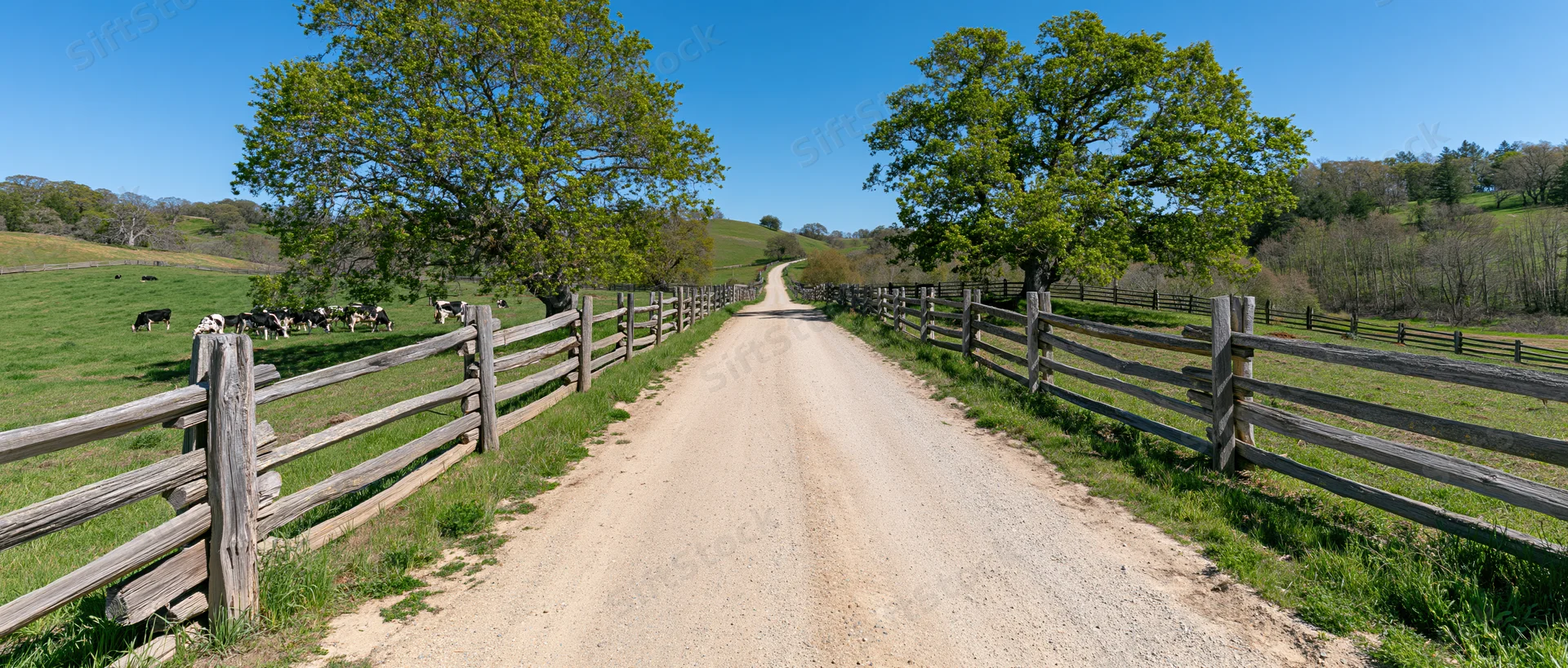 Gravel farm road stretching into the distance flanked by wooden fences and green pastures with cows grazing under trees