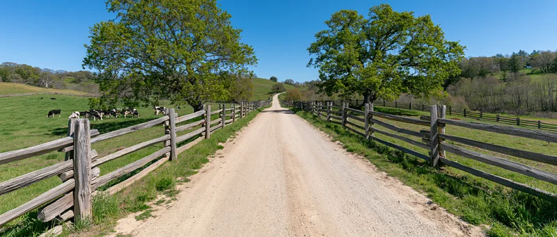 Gravel farm road stretching into the distance flanked by wooden fences and green pastures with cows grazing under trees