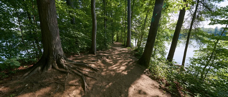 Dirt trail winding through deciduous forest alongside lake shoreline