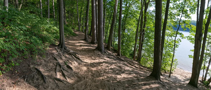 Dirt trail winding through deciduous forest alongside lake shoreline