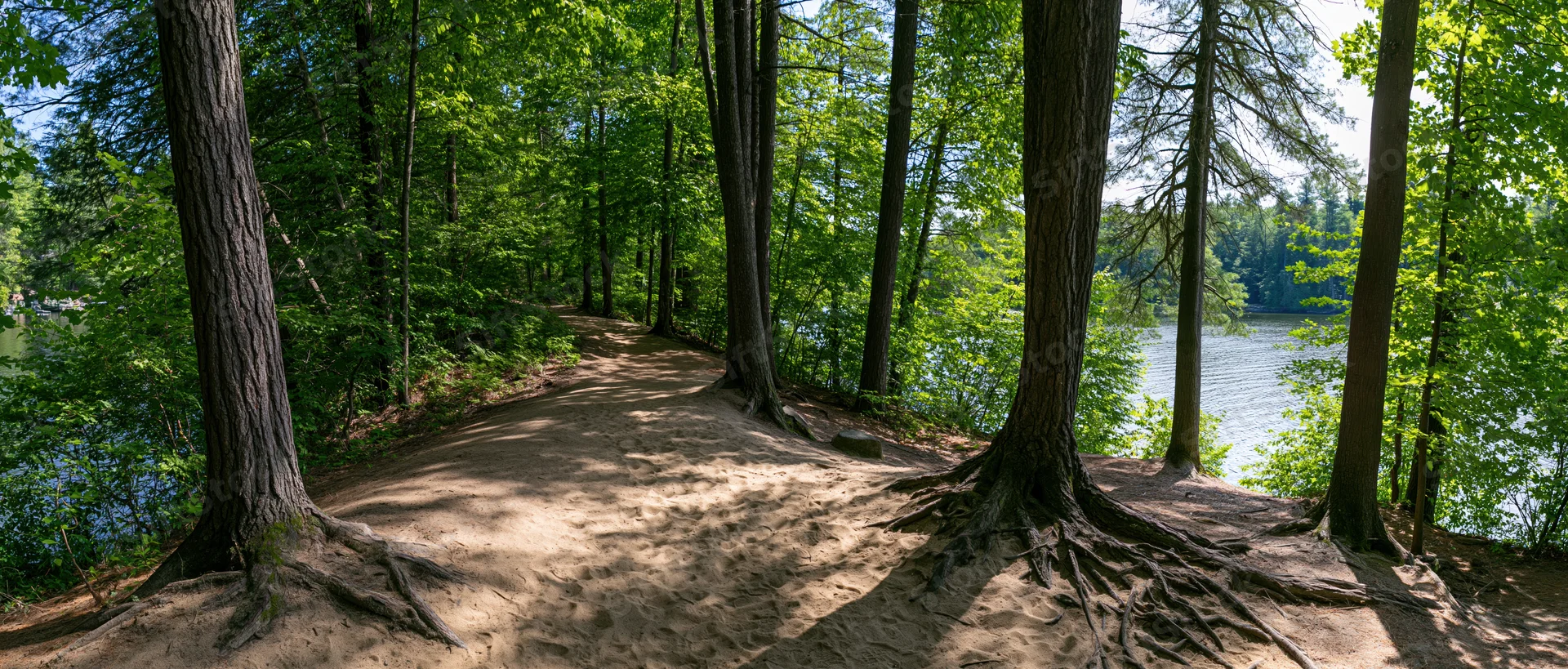 Dirt trail winding through forest alongside lake under sunlight