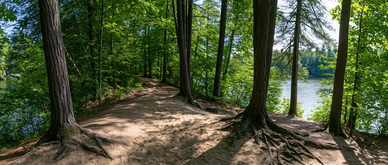 Dirt trail winding through forest alongside lake under sunlight