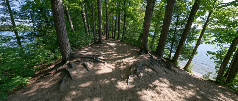 Dirt trail winding through deciduous forest alongside lake shoreline
