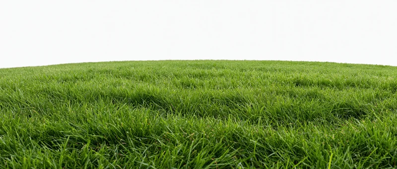 Neatly trimmed green lawn filling the lower frame against a white background