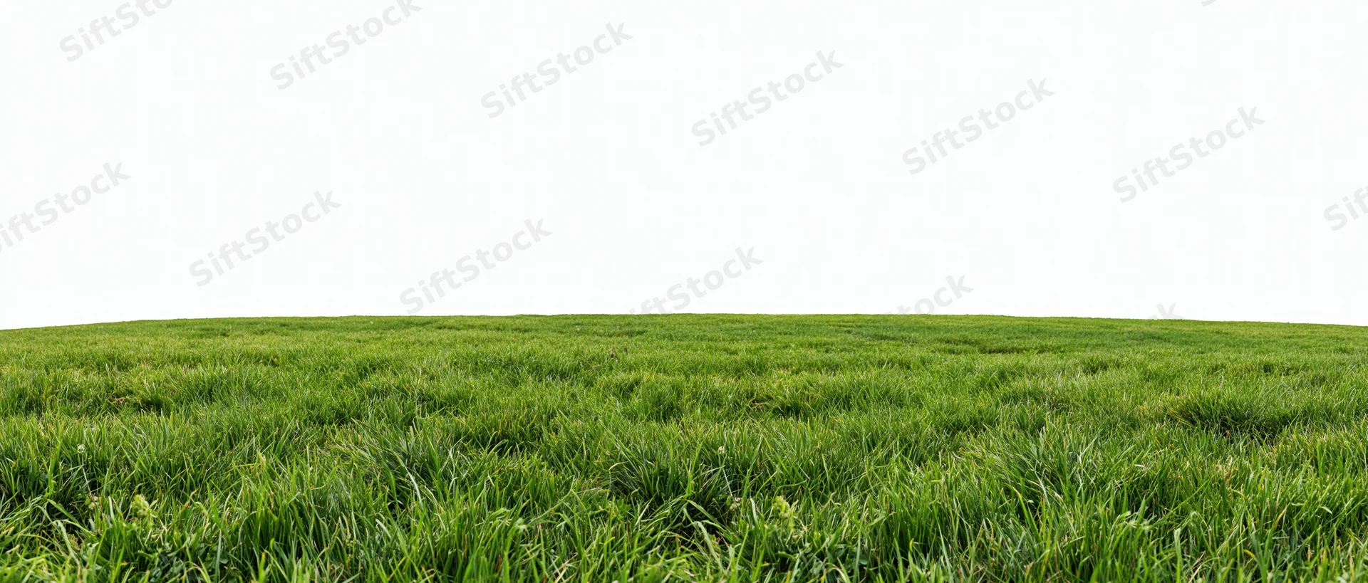 Flat expanse of neatly trimmed green lawn filling the lower frame with white background above