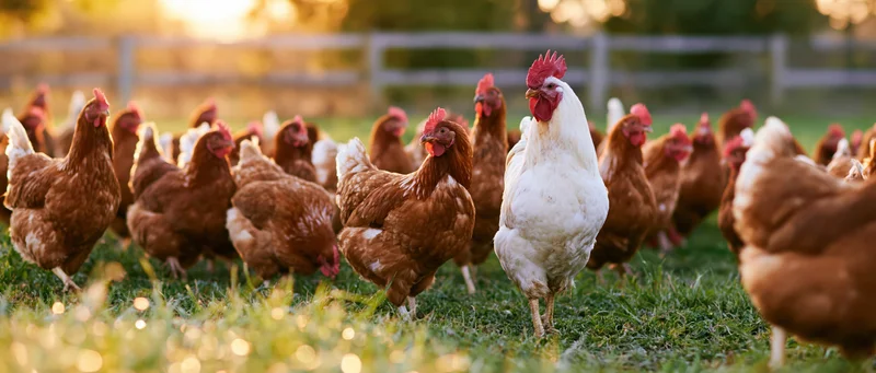 Flock of free-range chickens foraging on green grass in a fenced meadow at golden hour