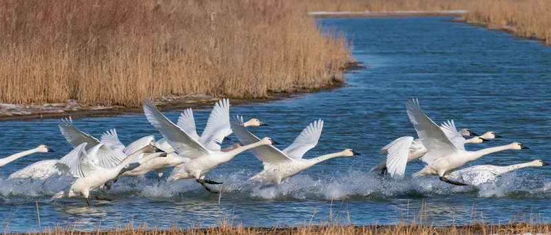 Flock of tundra swans taking off from shallow wetland water surrounded by reeds