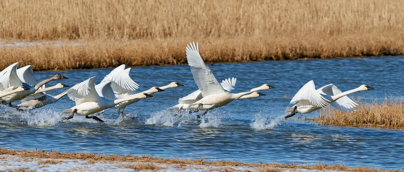 Flock of tundra swans taking off from shallow wetland with reeds and ripples in water