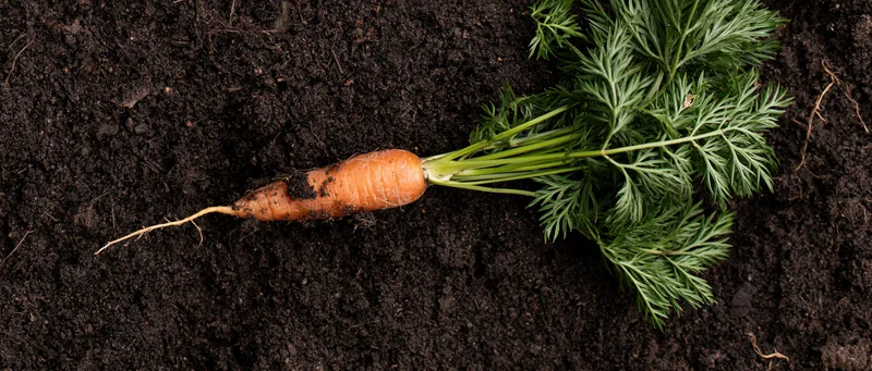 Freshly pulled carrot with green leafy tops lying on dark soil