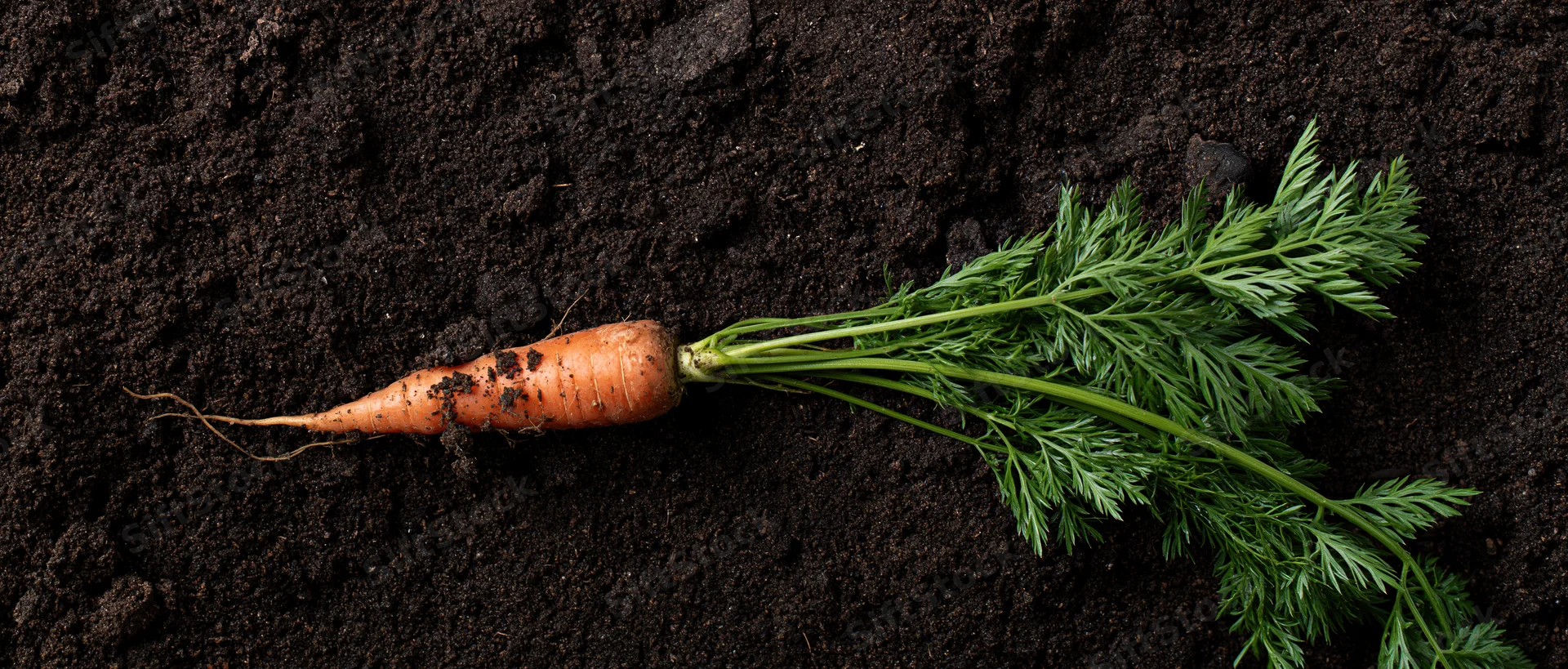 Freshly pulled carrot with green leafy tops lying on dark soil
