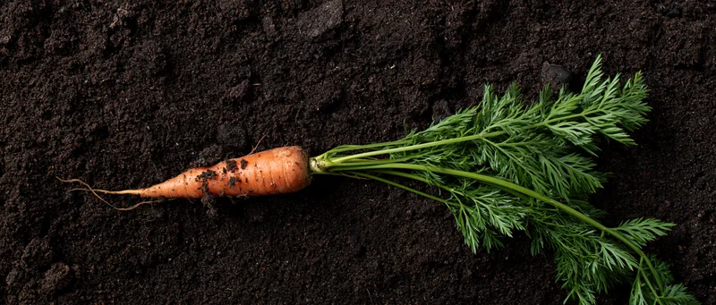 Freshly pulled carrot with green leafy tops lying on dark soil