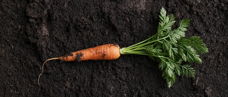 Freshly pulled carrot with green leafy tops lying on dark soil