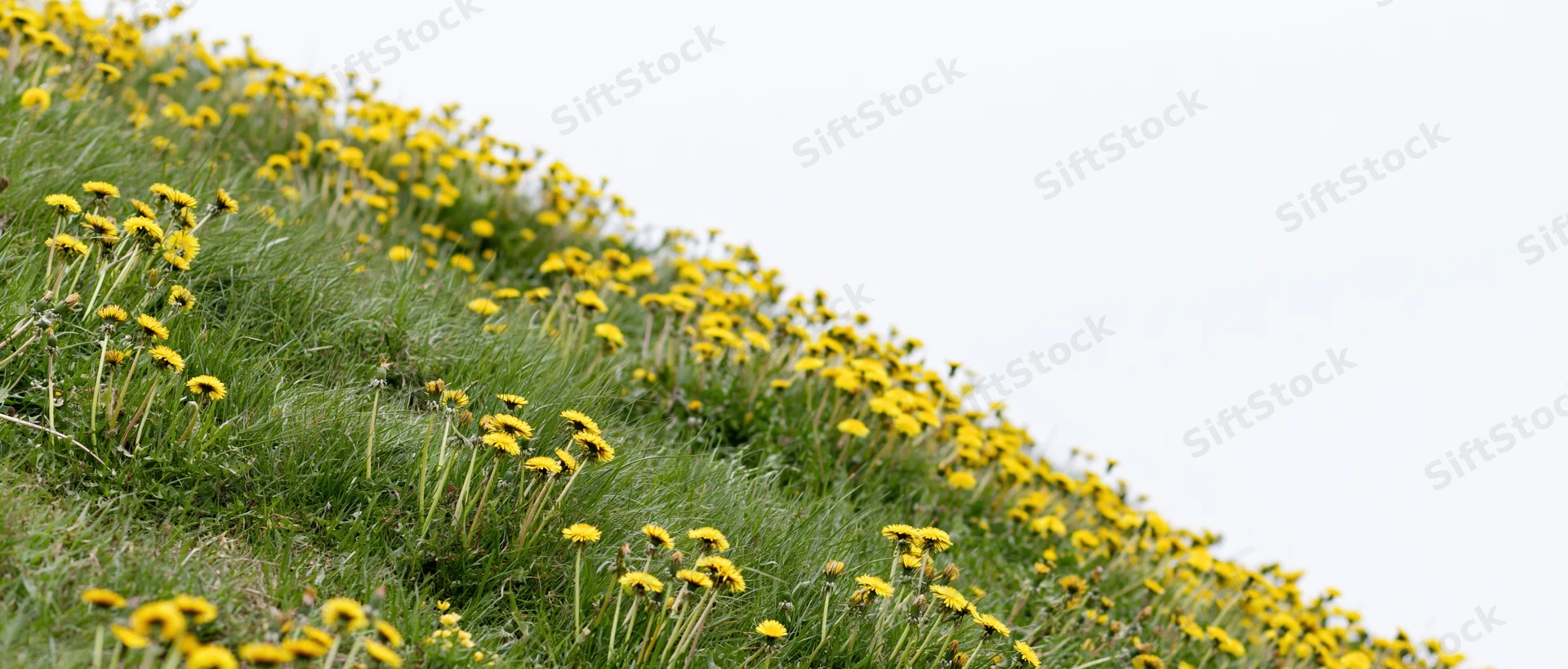 Yellow dandelions blooming on a grassy hillside under an overcast sky