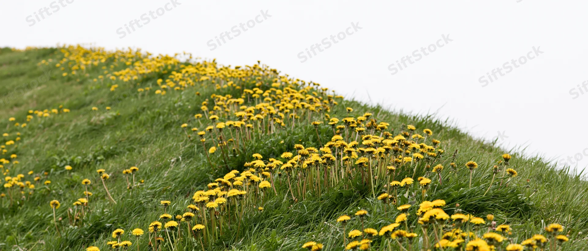Blooming yellow dandelions covering a grassy hillside in spring