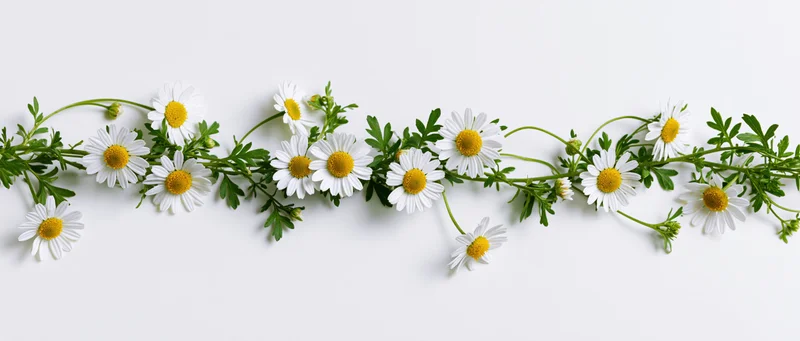Horizontal garland of chamomile daisy flowers and green stems arranged on white background