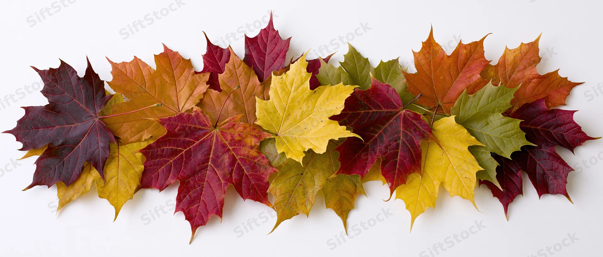 Horizontal row of colorful autumn maple leaves arranged flat on white background