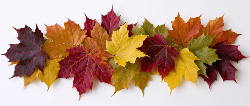 Horizontal row of colorful autumn maple leaves arranged flat on white background