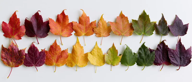 Two rows of maple leaves arranged in color gradient from red to purple on white surface