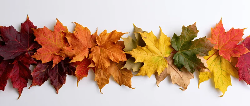 Horizontal row of autumn maple leaves arranged in a gradient of fall colors on white background