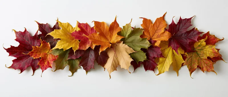 Horizontal row of colorful autumn maple leaves arranged on white background
