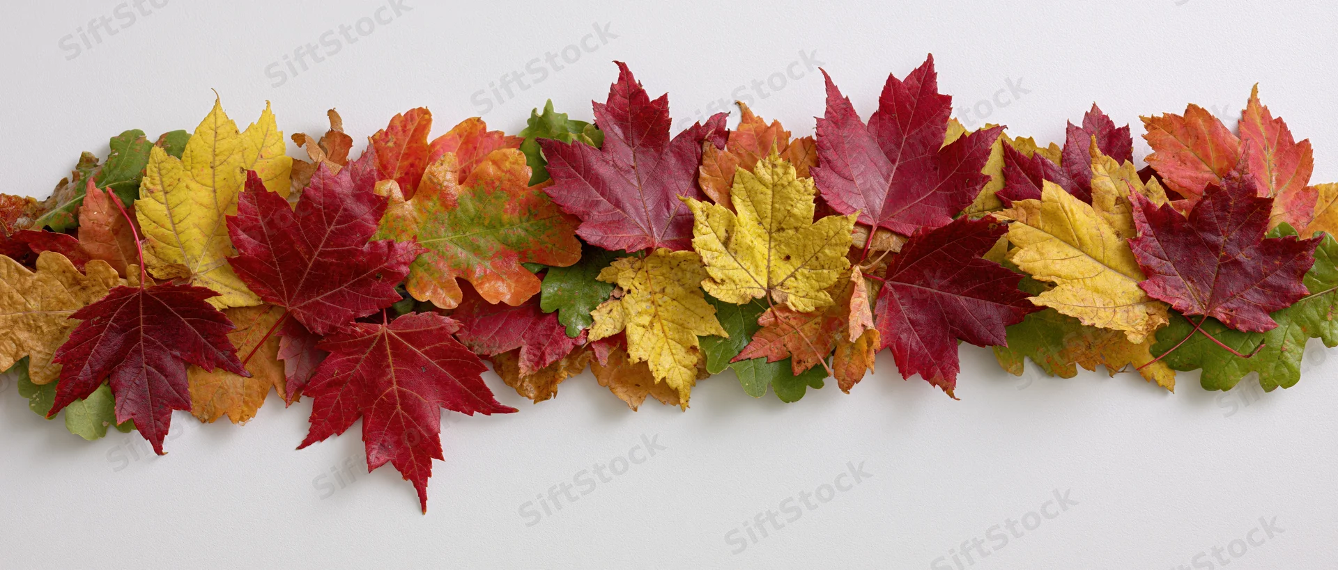 Horizontal row of colorful autumn maple leaves arranged on white background