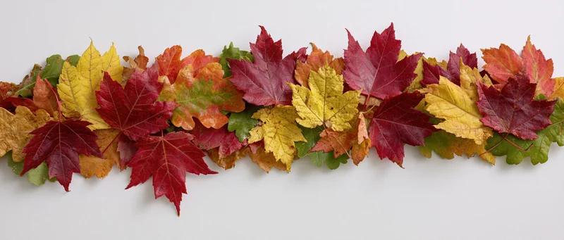 Horizontal row of colorful autumn maple leaves arranged on white background