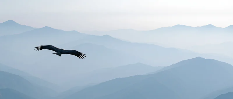 Eagle soaring with wings spread over layered mountain range in haze
