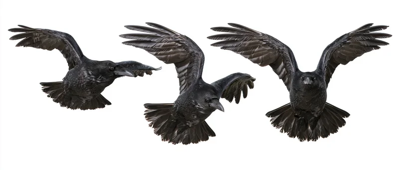Three ravens in mid-flight with wings spread against white background