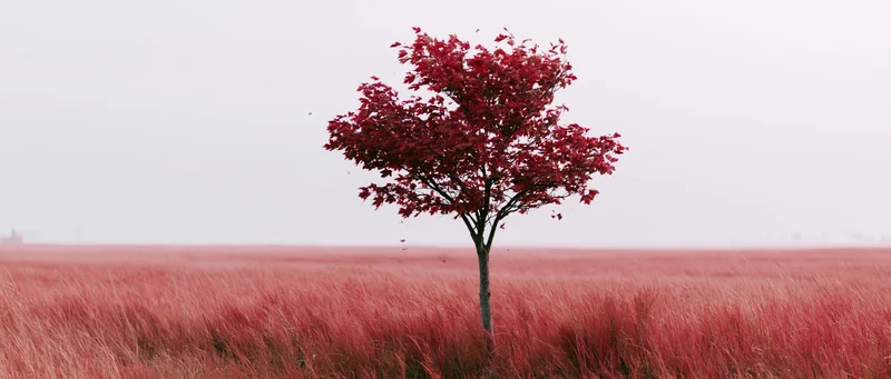Lone red maple tree standing in a vast field of tall grass under an overcast sky