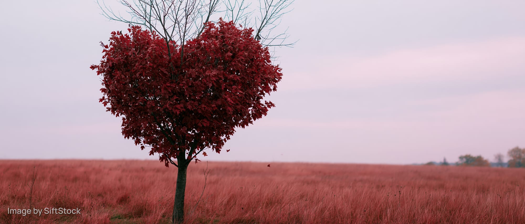 Lone tree with heart-shaped red canopy standing in a vast autumn field
