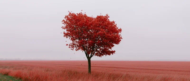 Lone tree with heart-shaped red maple canopy standing in a misty field