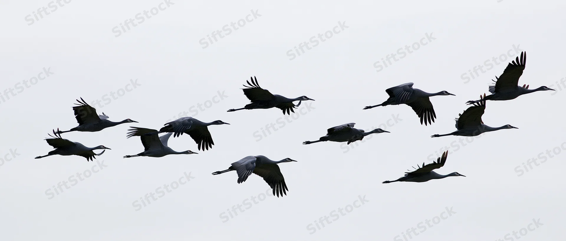 Flock of cranes in mid-flight against overcast sky