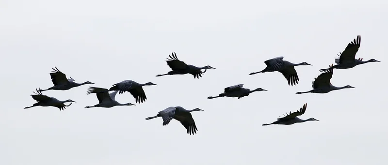 Flock of cranes in mid-flight against overcast sky