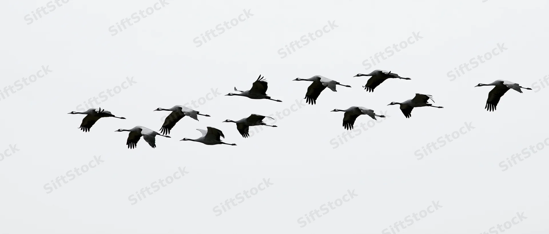 Cranes flying in loose formation against a pale sky