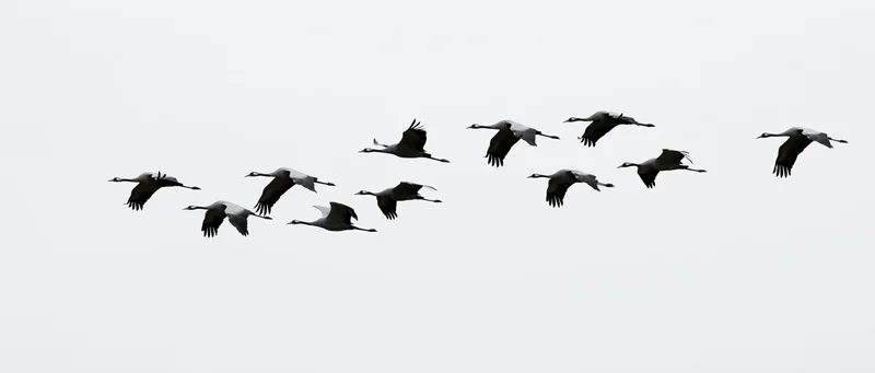 Cranes flying in loose formation against a pale sky