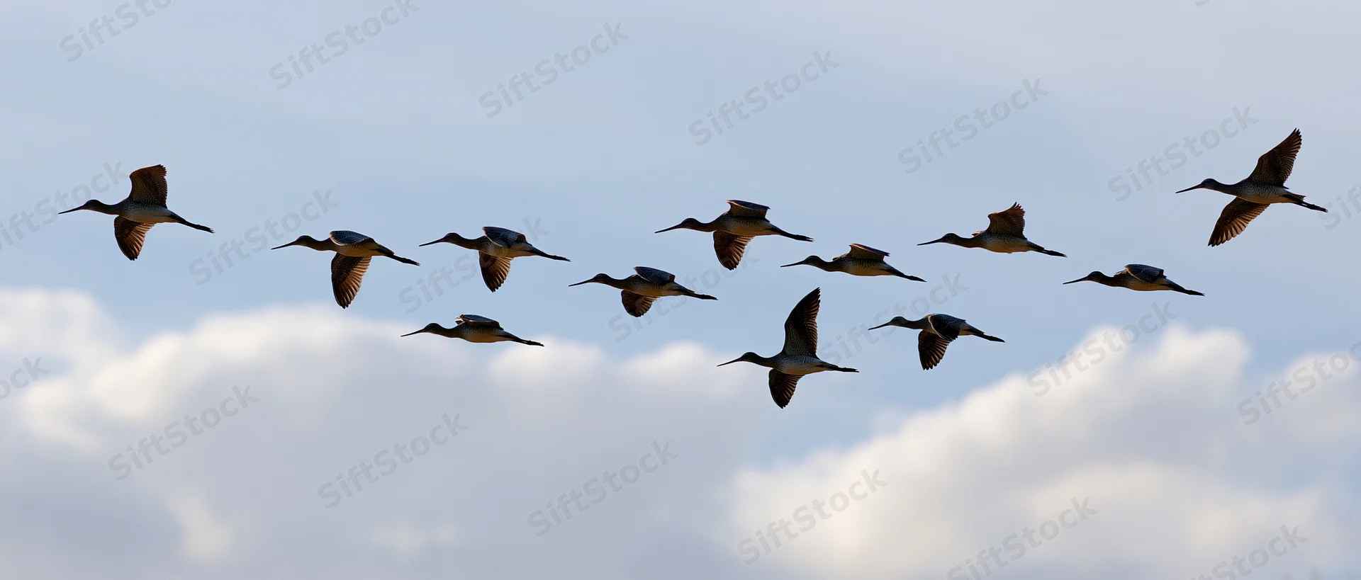 Flock of wading birds in flight against a cloudy sky