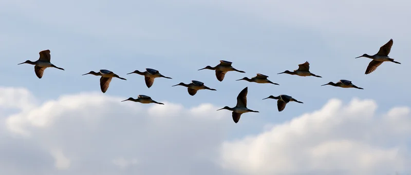 Flock of wading birds in flight against a cloudy sky